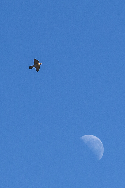 eagle moon.jpg